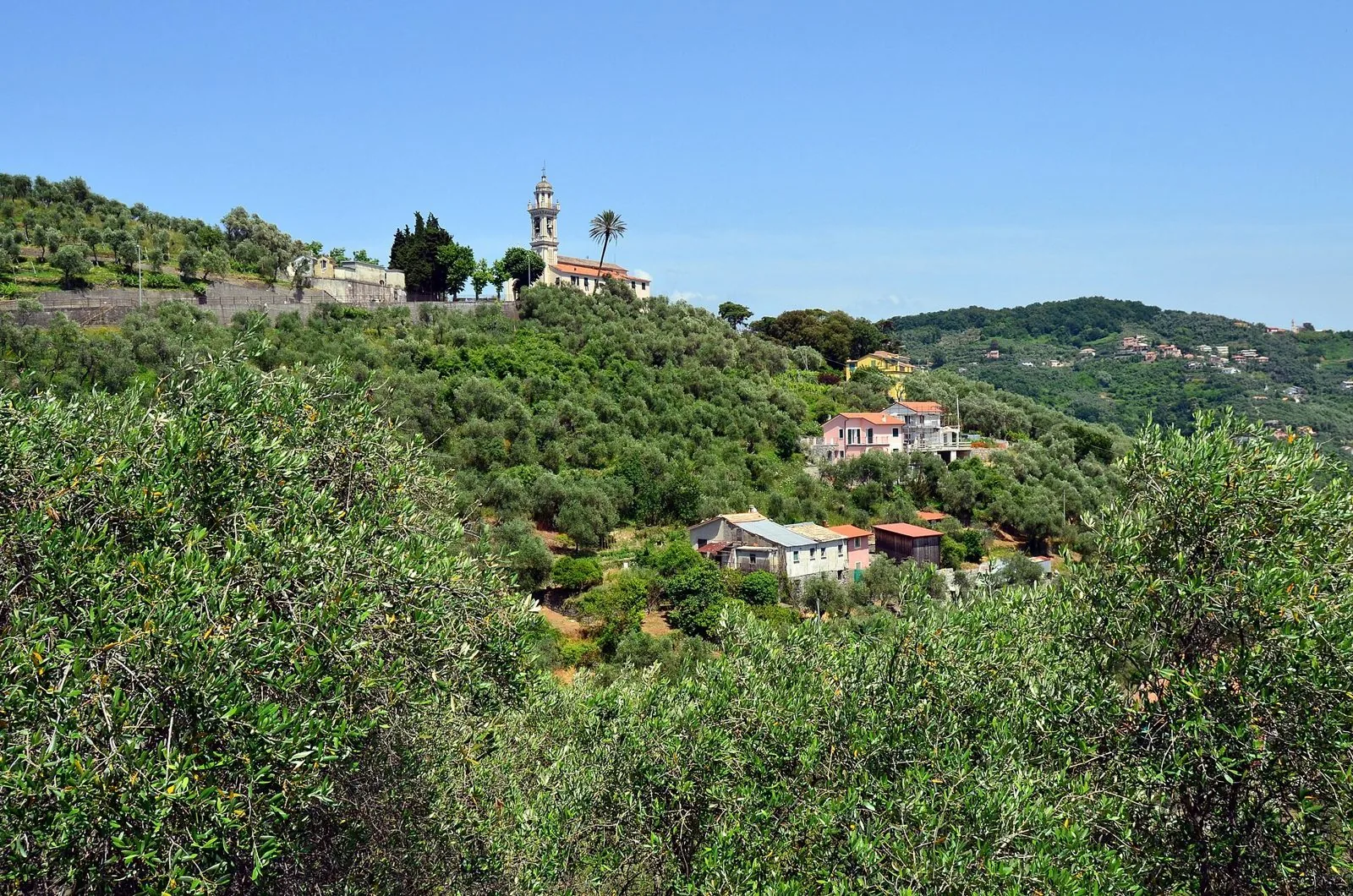 Colline di ulivi sopra Chiavari con una chiesa dal campanile slanciato e case sparse